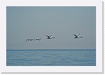 3 migration 8246 * 900 x 599 * (233KB)